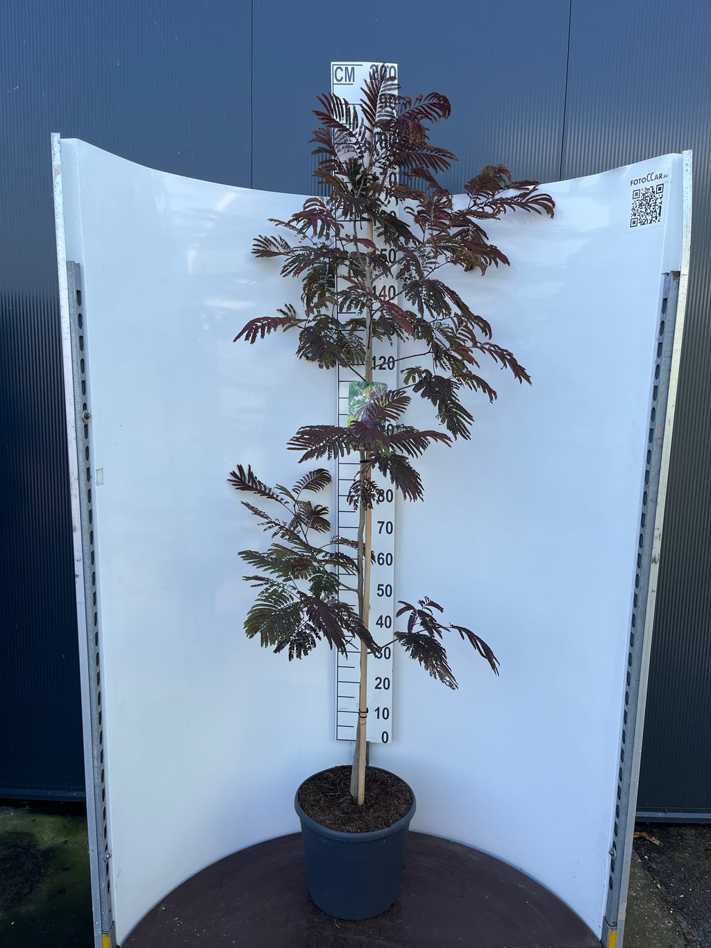 Albizia julibr. 'Summer Chocolate' - C20 175-200 CM